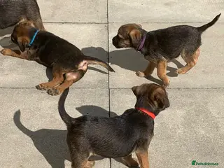 Border Terrier dogs KC Healthy Border companions - Advert 3
