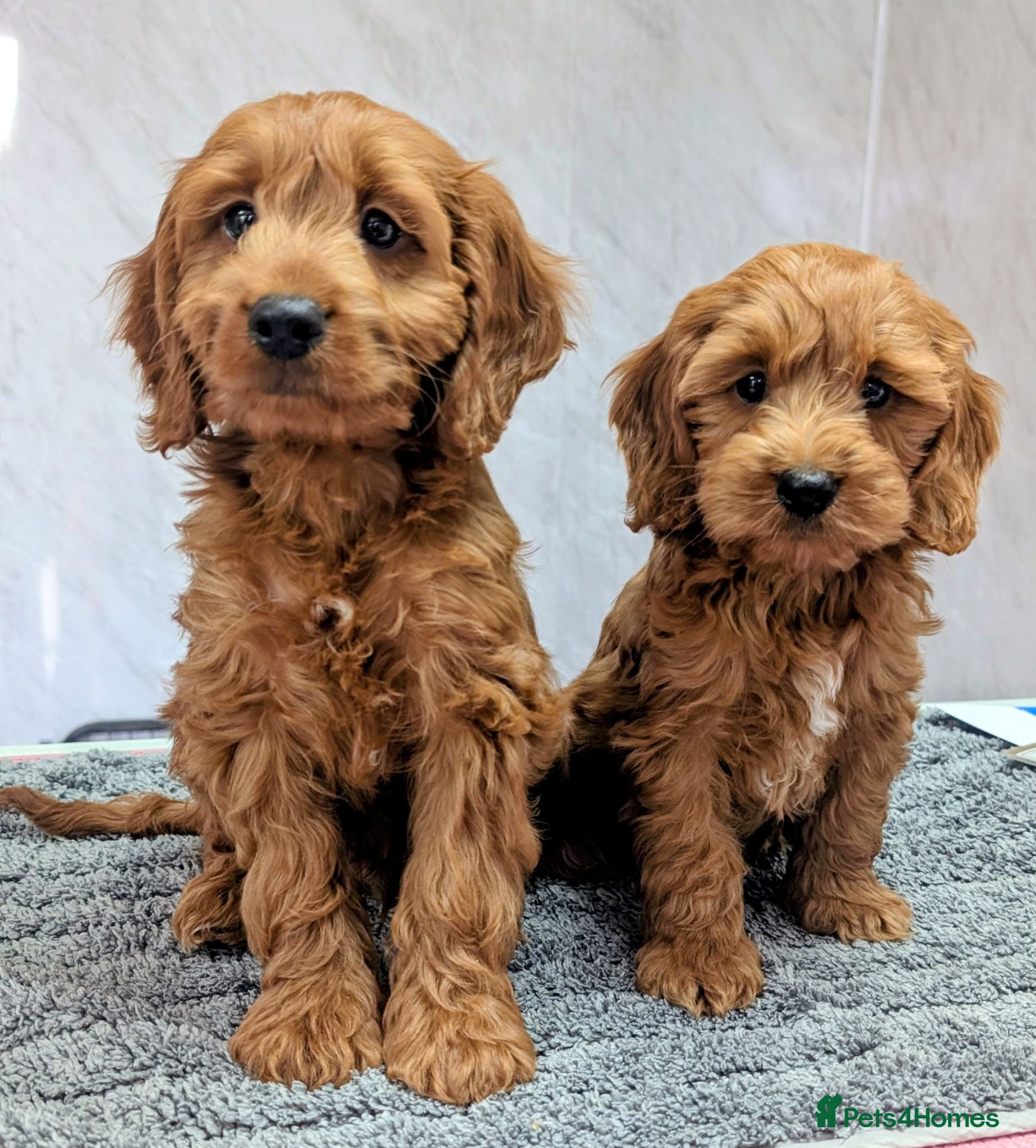 Cockapoo dogs Licensed breeder: Beautiful red health tested pups - Advert 1