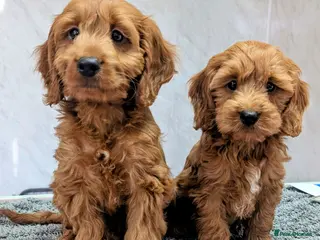 Cockapoo dogs Licensed breeder: Beautiful red health tested pups - Advert 1