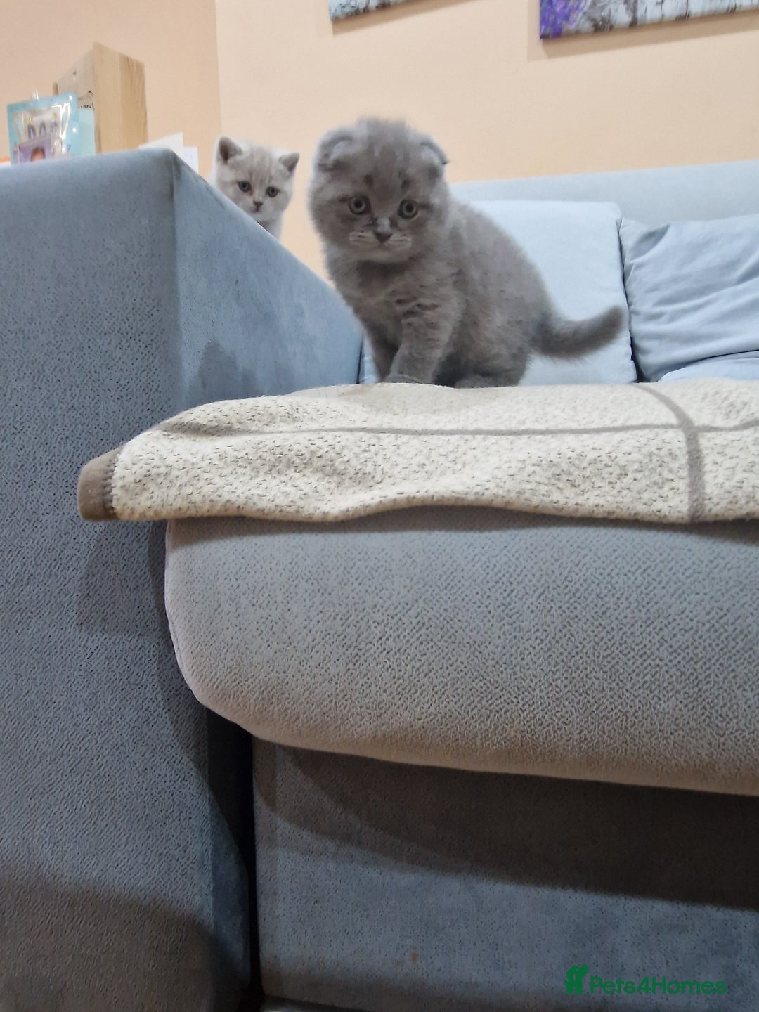 British Shorthair cats for sale: Last Scottish blue fold boy - Advert 4