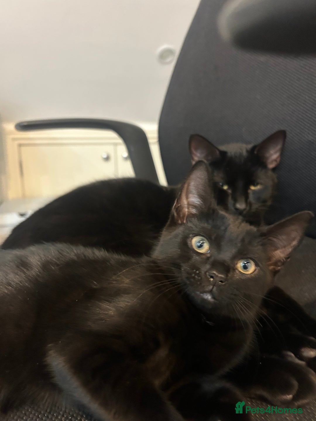 Mixed Breed cats for sale: 12wk Male Kitten – Bengal x British Shorthair - Advert 2