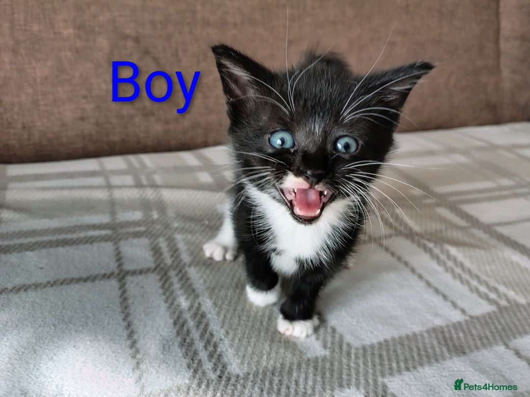 Mixed Breed cats for sale: 5 adorable kittens  - Image 4