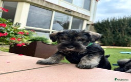 Miniature Schnauzer dogs for sale: Pure bred Miniature Schnauzer Puppies for Sale - Image 4