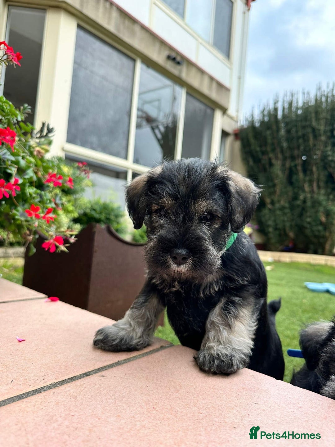 Miniature Schnauzer dogs for sale: Pure bred Miniature Schnauzer Puppies for Sale - Image 4