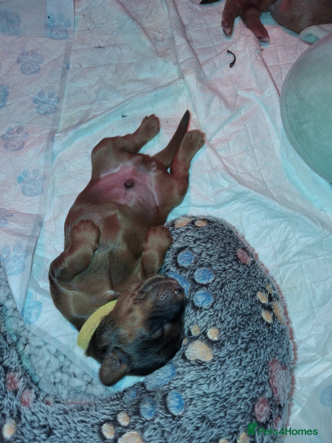 Cockapoo dogs for sale: Cockapoo puppies F2 - Advert 12