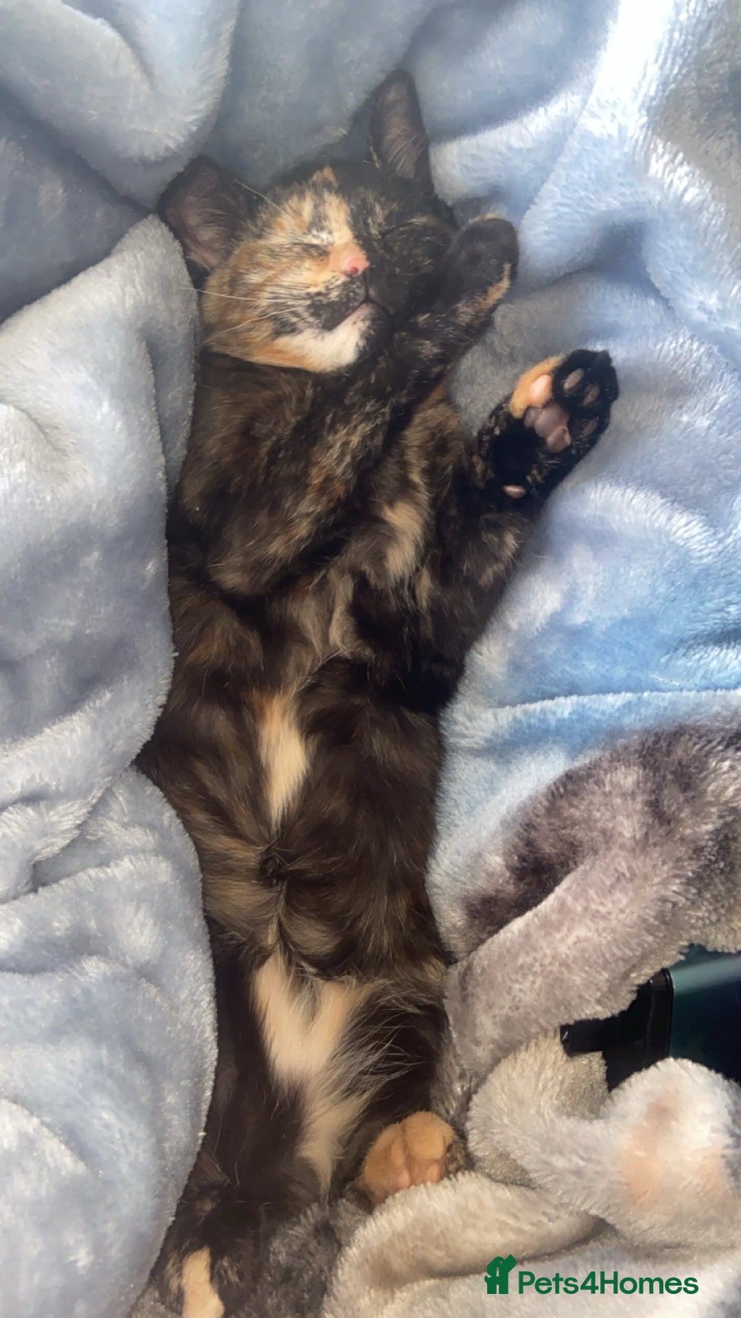 Persian cats for sale: Persian tabby cat - Image 3