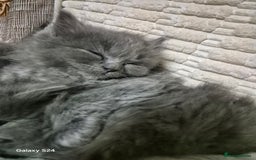 Ragdoll cats for sale: Ragdoll kittens  - Image 16