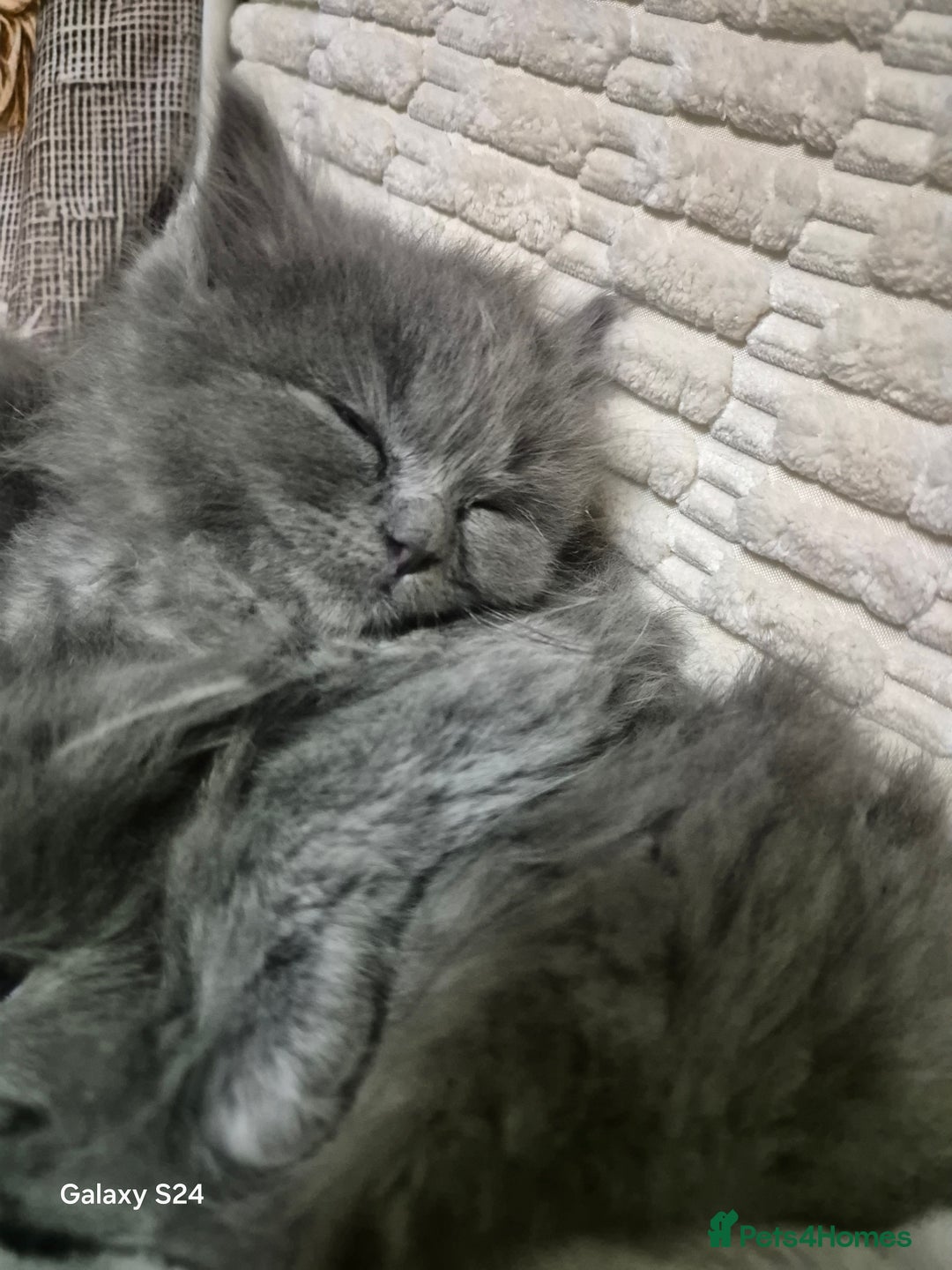 Ragdoll cats for sale: Ragdoll kittens  - Image 16