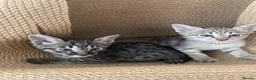Savannah cats for sale: Savannah PED’G kittens dark boy, light girl F5 sbt - Advert 2