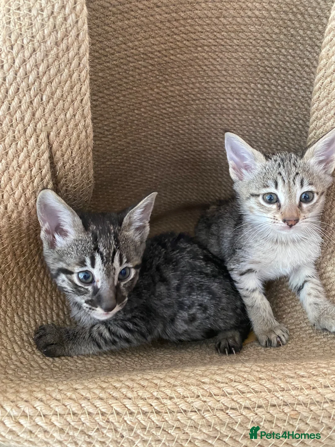 Savannah cats for sale: Savannah PED’G kittens dark boy, light girl F5 sbt - Advert 2