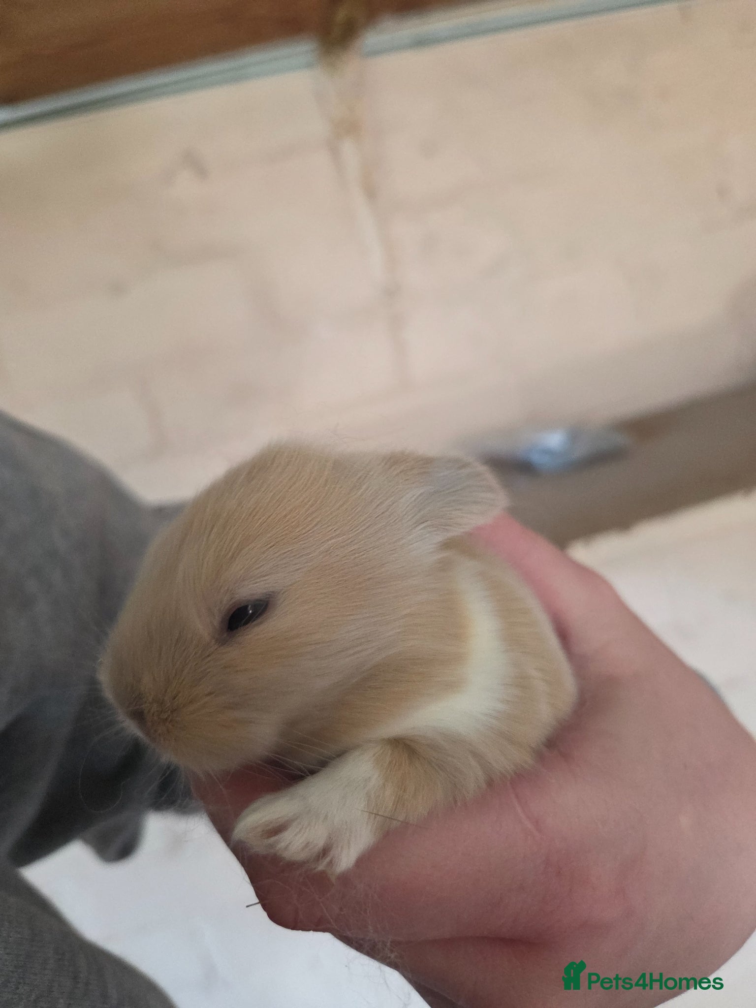 Mini Lion Lop rabbits 🐰champion line buns 🐰 - Advert 2