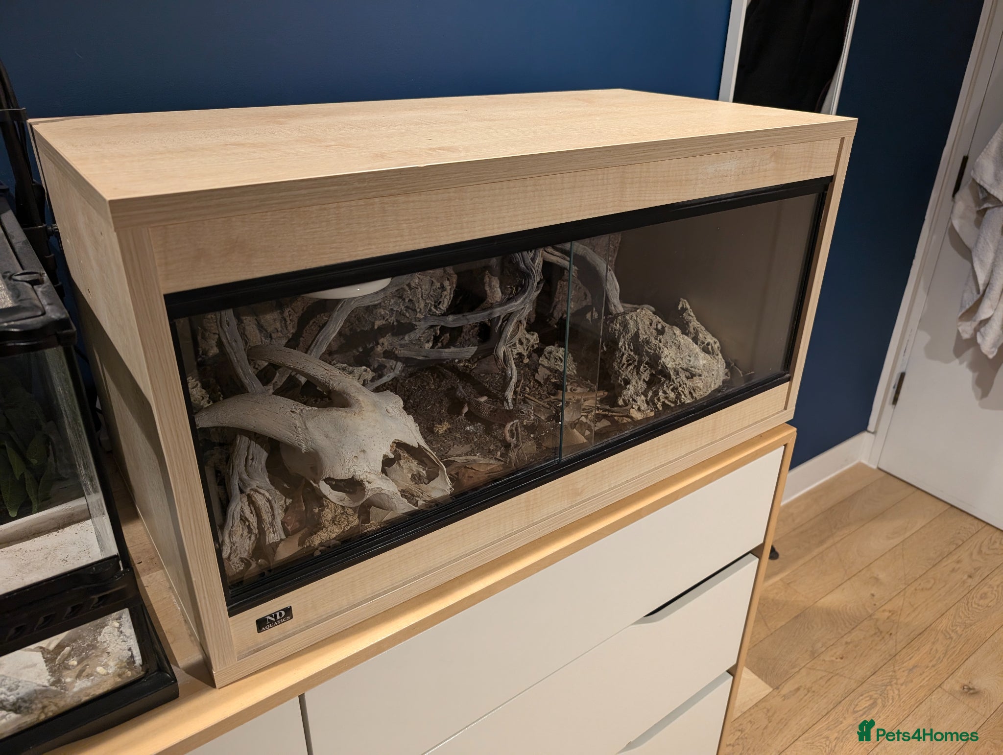 Leopard Gecko reptiles for sale: Leopard Gecko Female Mack Snow in London - Advert 6