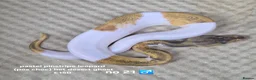 Python Snake reptiles for sale:  Various ball pythons  - Advert 9