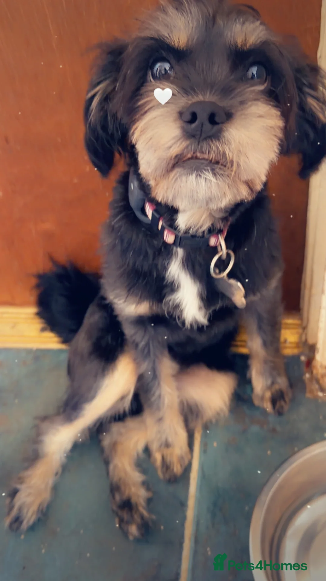 Mixed Breed dogs for sale: Shorkie  - Advert 2