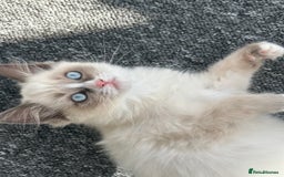 Ragdoll cats for sale: Ragdoll kittens - Ready now  - Image 1