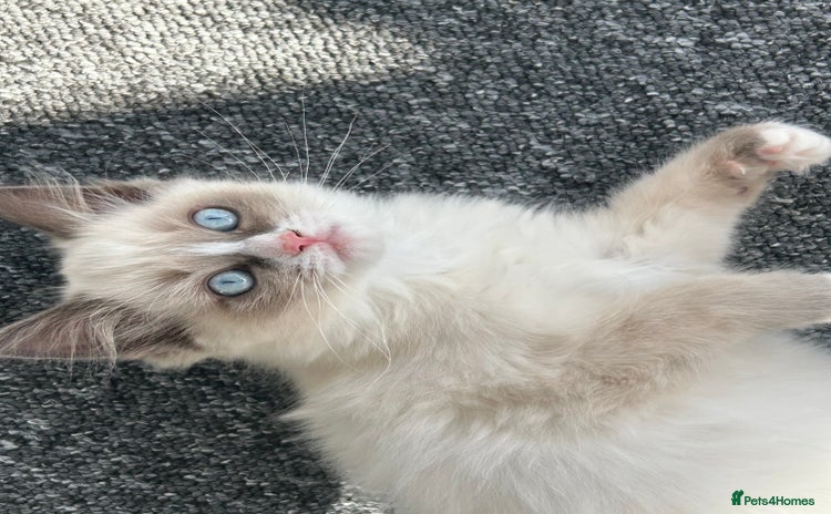 Ragdoll cats - Advert 4
