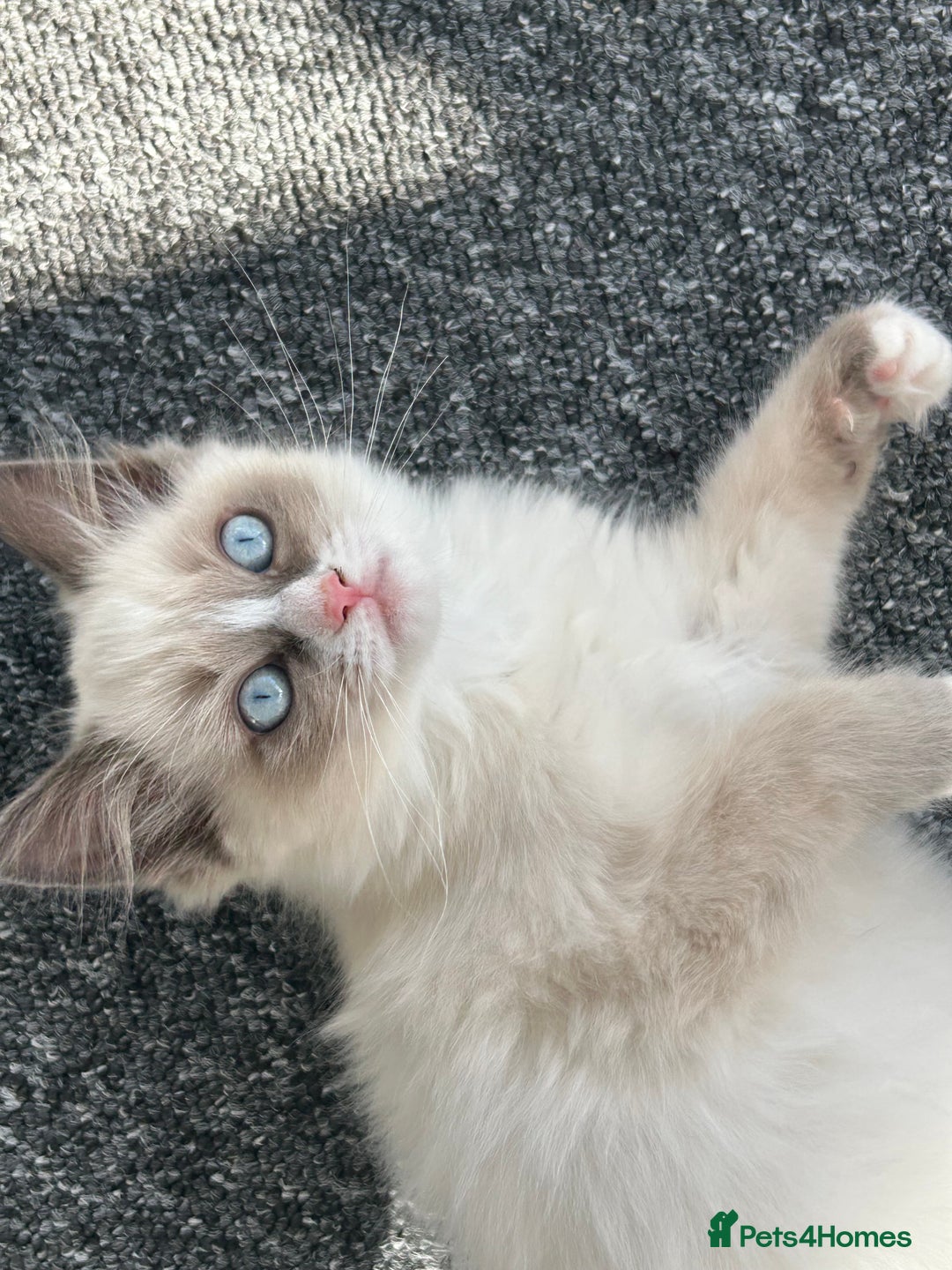 Ragdoll cats for sale: Ragdoll kittens - Ready now  - Image 1
