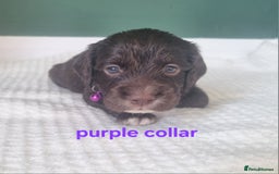 Cocker Spaniel dogs for sale: Beautiful cocker spaniel puppies - Image 22