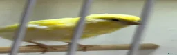 Canaries birds for sale: 3 young canaries for sale - Advert 4