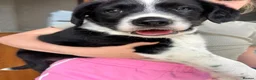 Mixed Breed dogs for sale: Cocker x Collie Pup in Llandovery - Advert 8