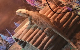 Bearded Dragon reptiles for sale: Bearded dragon for sale  - Advert 6