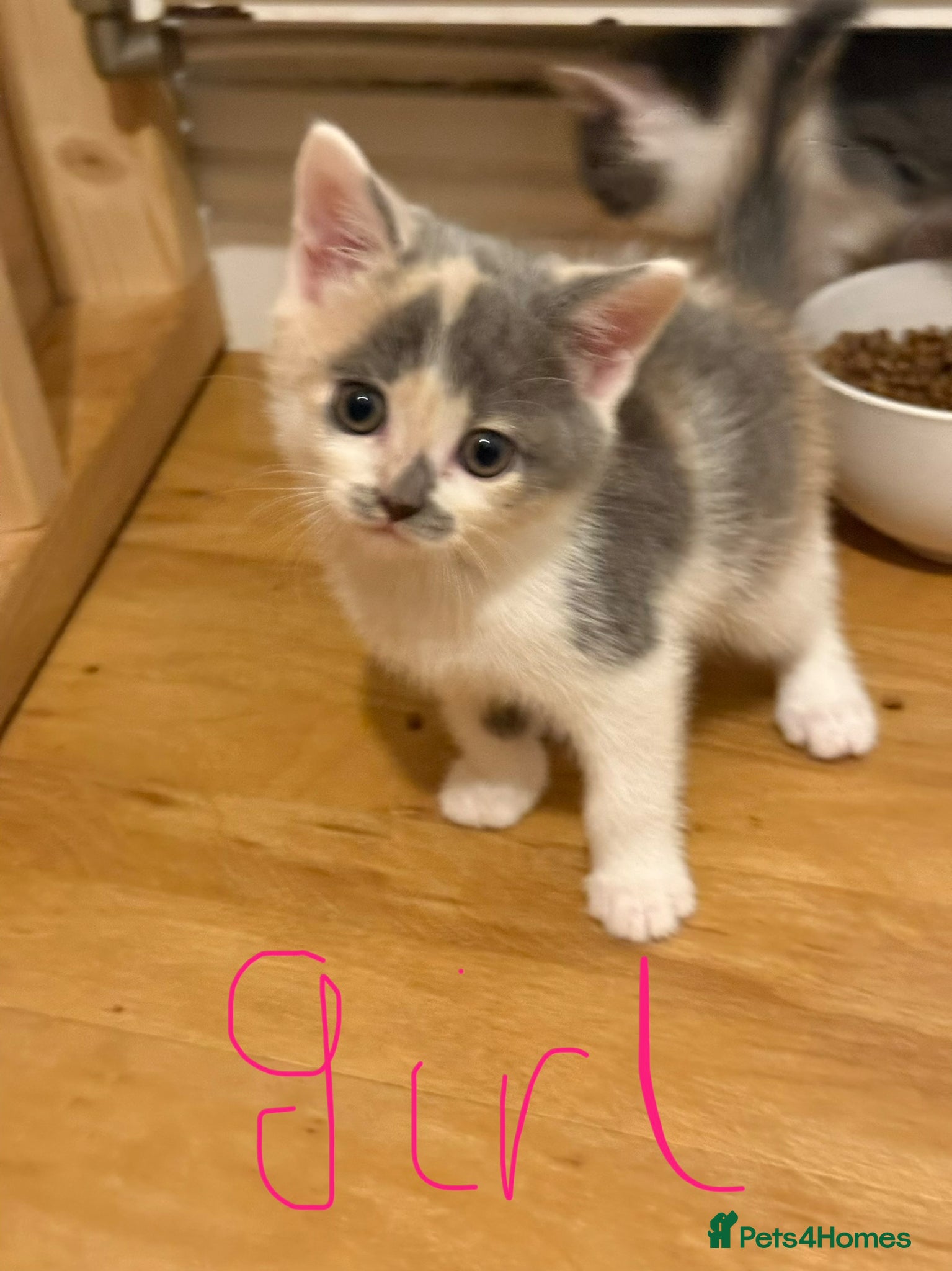 Mixed Breed cats 🥰 ready to go calicos, tuxedos & grey kittens  - Advert 1