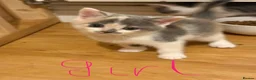 Mixed Breed cats for sale: 🥰 mixed breed calicos, tuxedos & grey kittens  - Advert 10