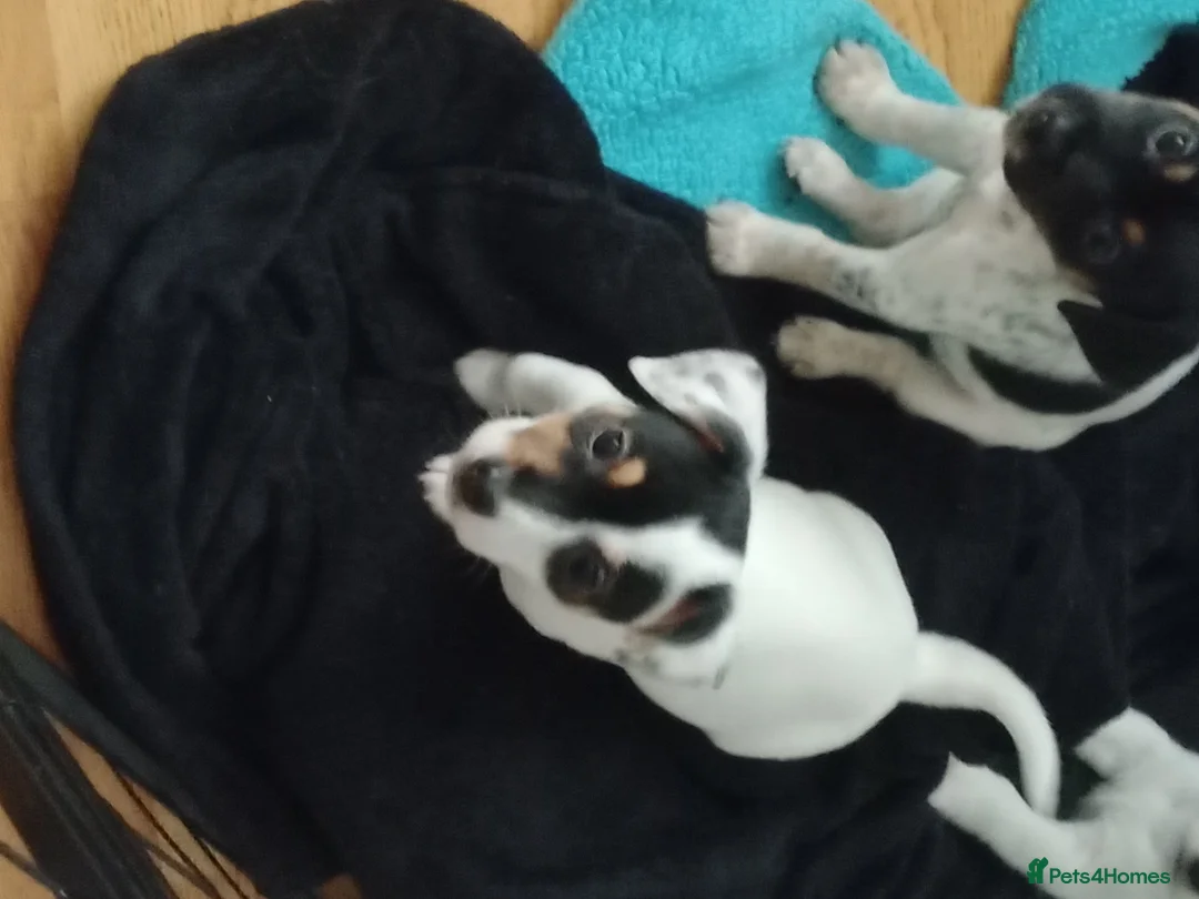Mixed Breed dogs for sale: Parson Russell x Jack Russell  - Advert 10