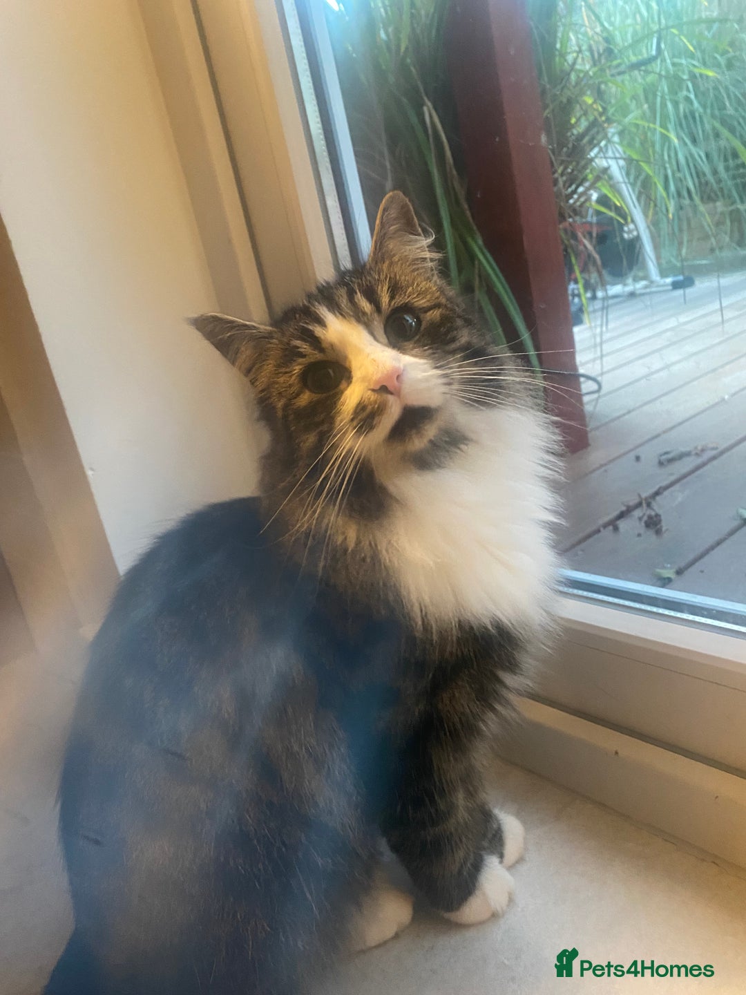 Mixed Breed cats for sale: 2 girl kittens - Image 8