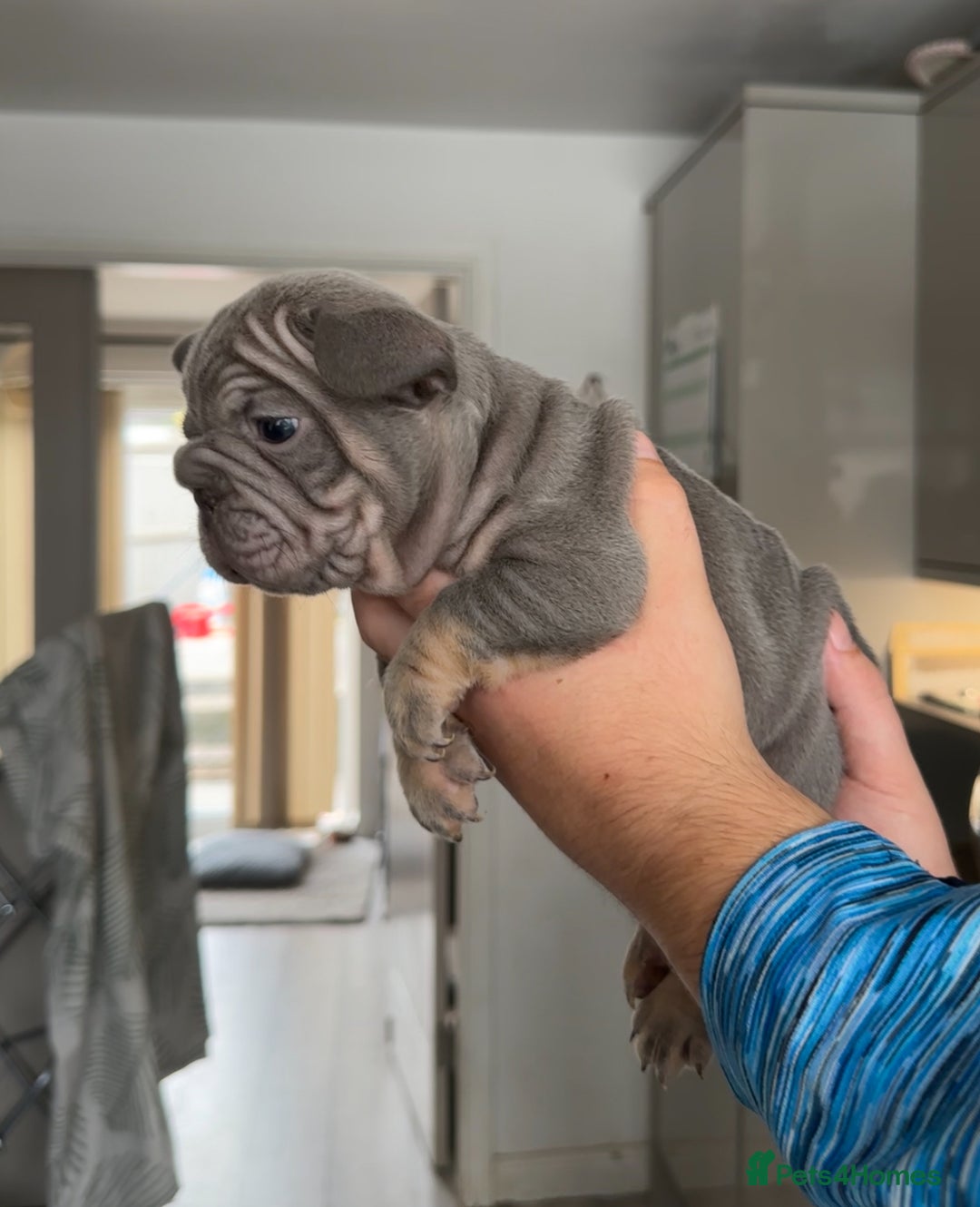 French Bulldog dogs for sale: 🤍 Merle / Lilac + Tan French bulldog puppies🤍 - Image 17