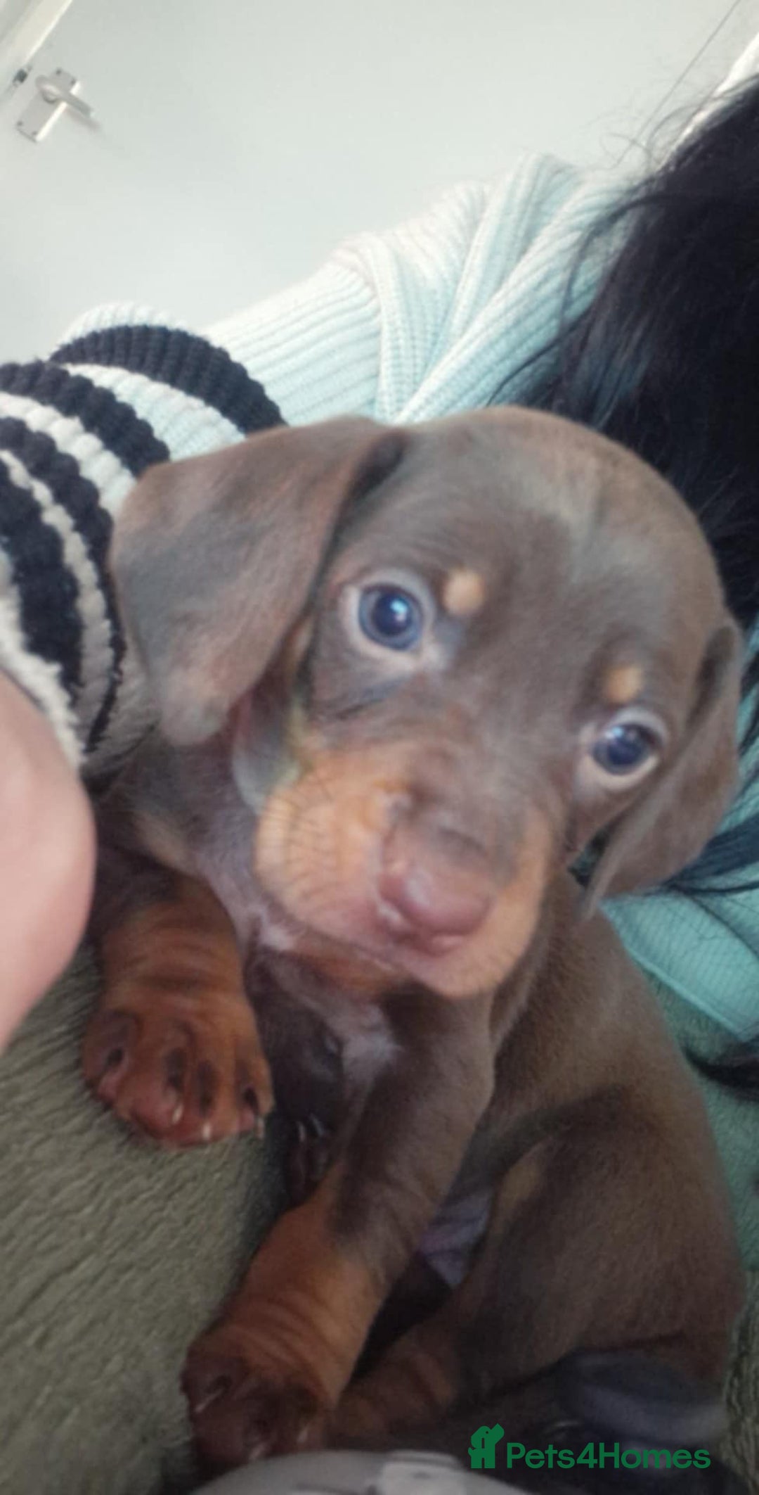 Mixed Breed dogs for sale: Dauchound x cocker spaniel  - Advert 6