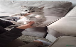 British Shorthair cats for sale: 2 males lovely cats  - Image 9