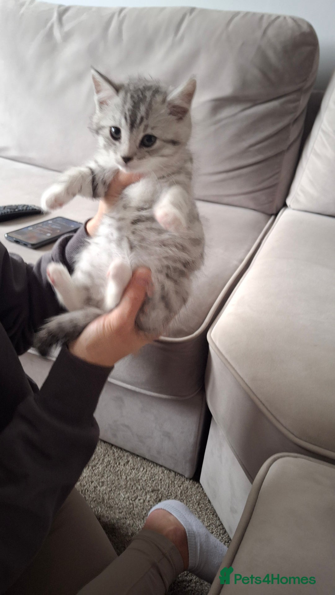 British Shorthair cats for sale: 2 males lovely cats  - Image 9