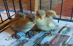 Ducks poultry for sale: Runner Ducklings - unsexed - Advert 1