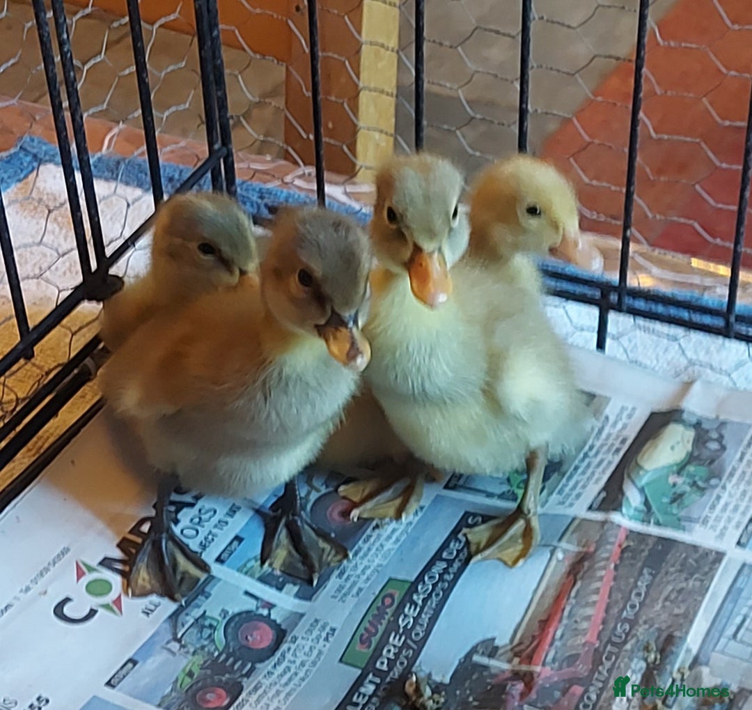 Ducks poultry for sale: Runner Ducklings - unsexed - Advert 1