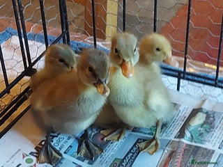 Ducks poultry - Advert 5