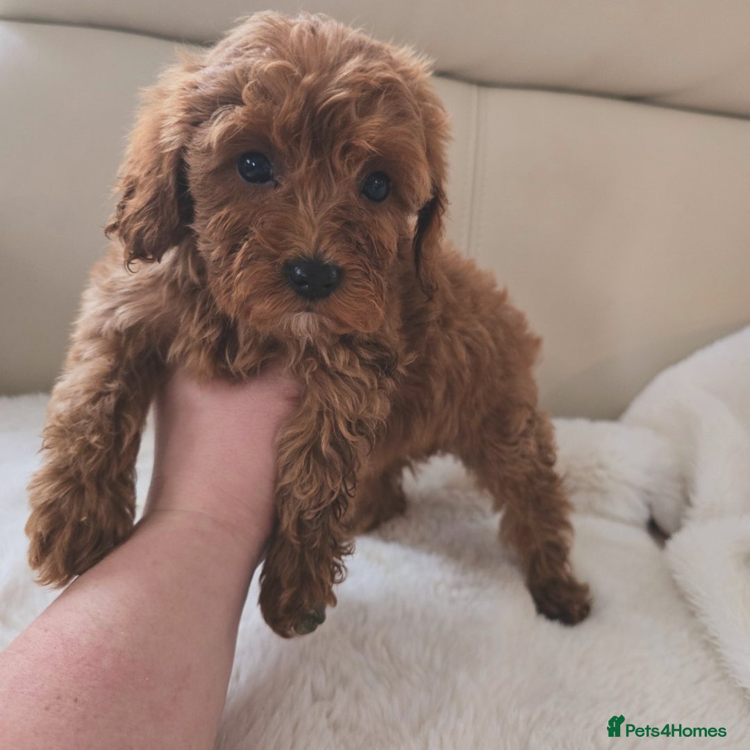 Cavapoo dogs for sale: Cavapoobabiesuk litter has arrived - Advert 3