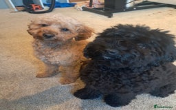 Mixed Breed dogs for sale: Betsy and Willow - Image 7