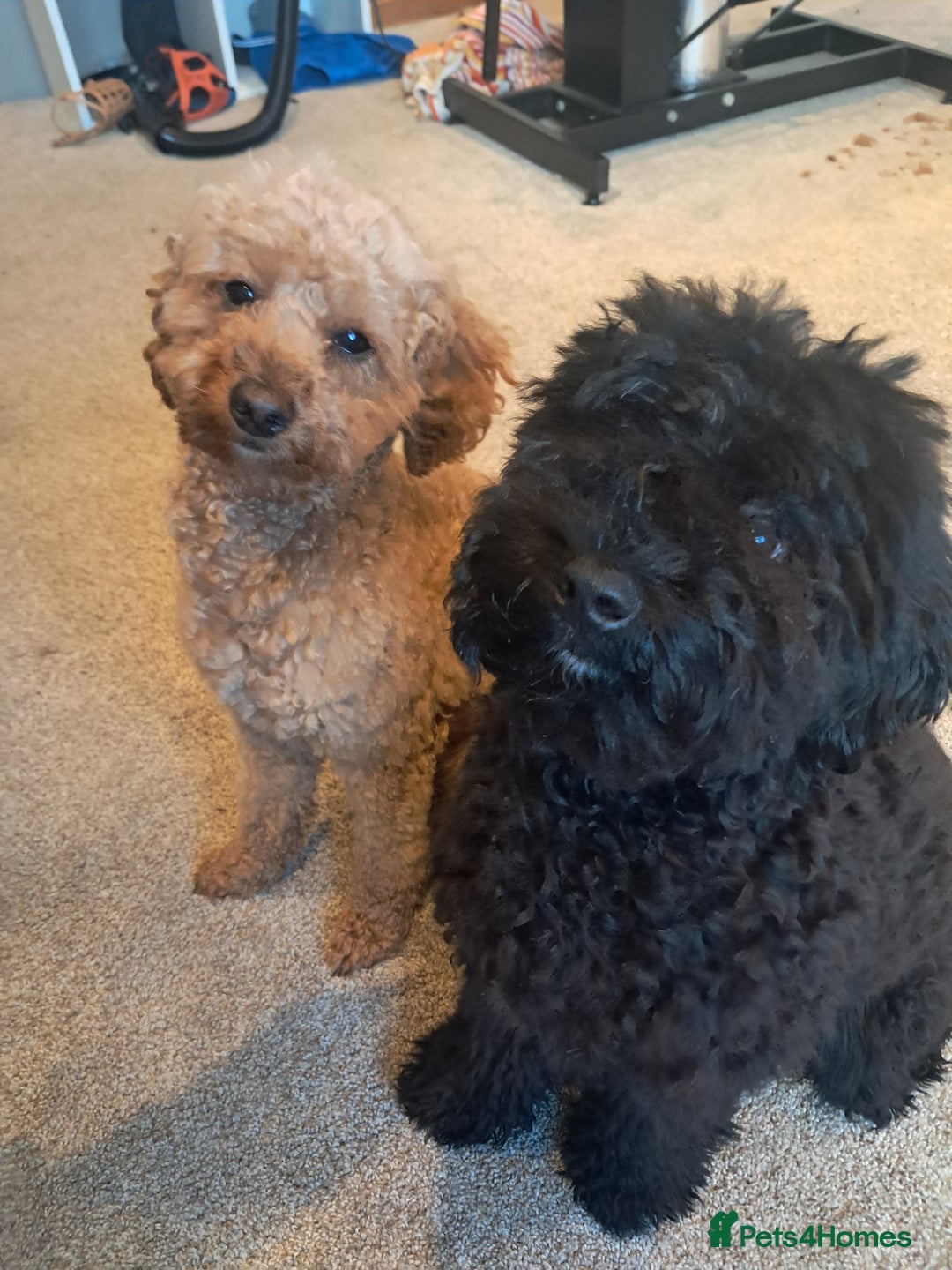 Mixed Breed dogs for sale: Betsy and Willow - Image 7