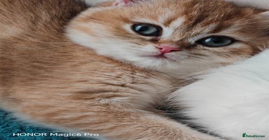 British Shorthair cats - Advert 15