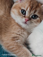 British Shorthair cats - Advert 7