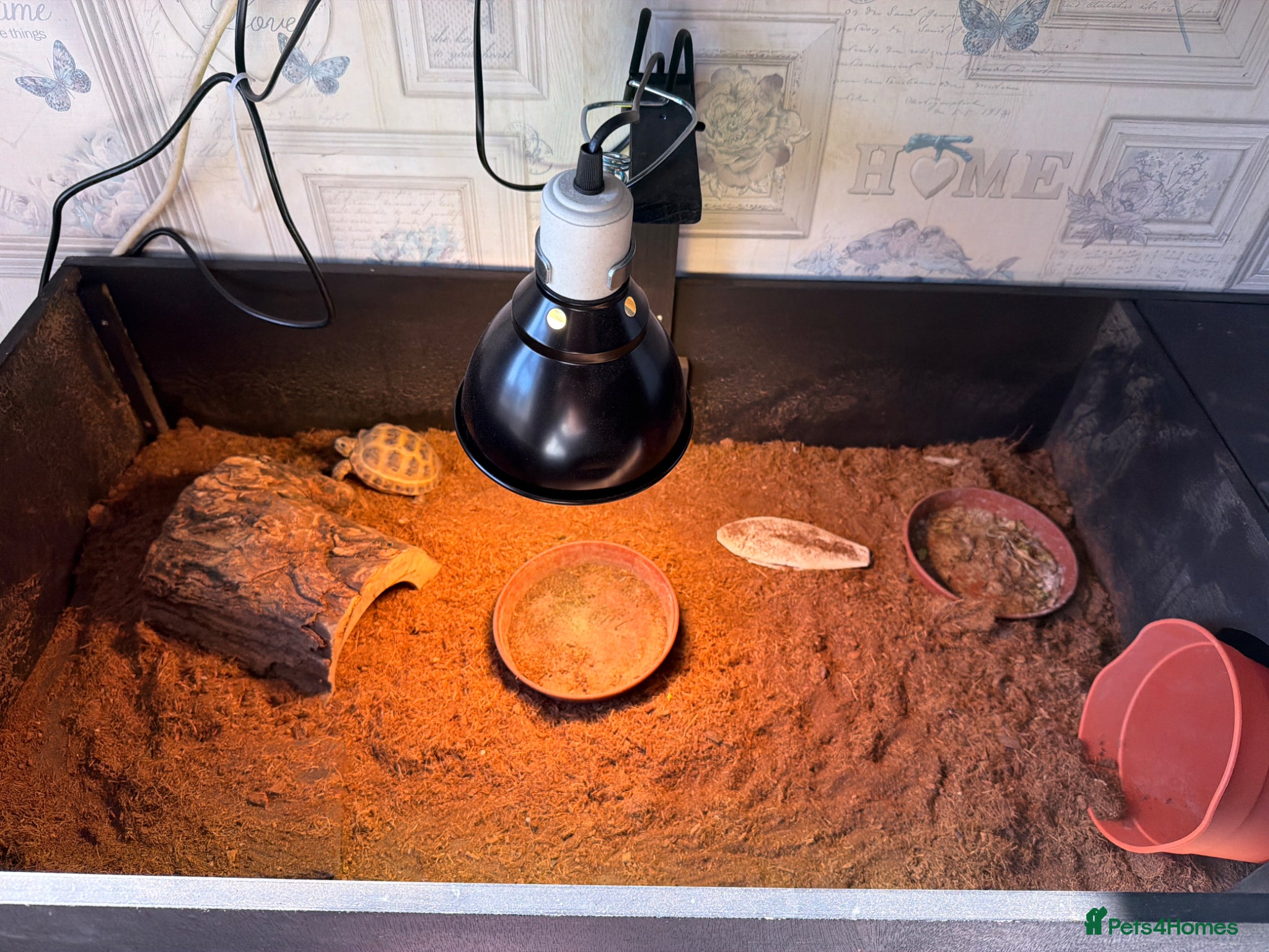 Tortoise reptiles Russian horsfield tortoise w/ medium enclosure - Advert 1