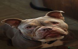 American Bully dogs for sale: Pocket bully for sale  - Image 1