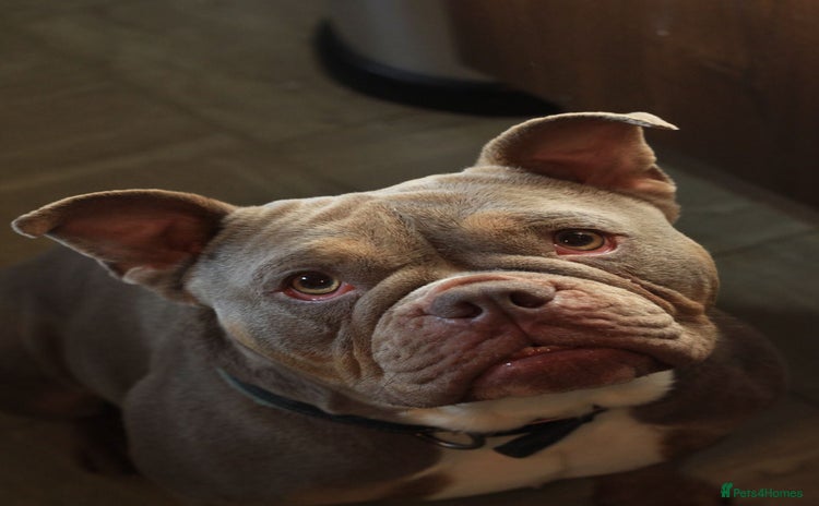 American Bully dogs - Advert 1