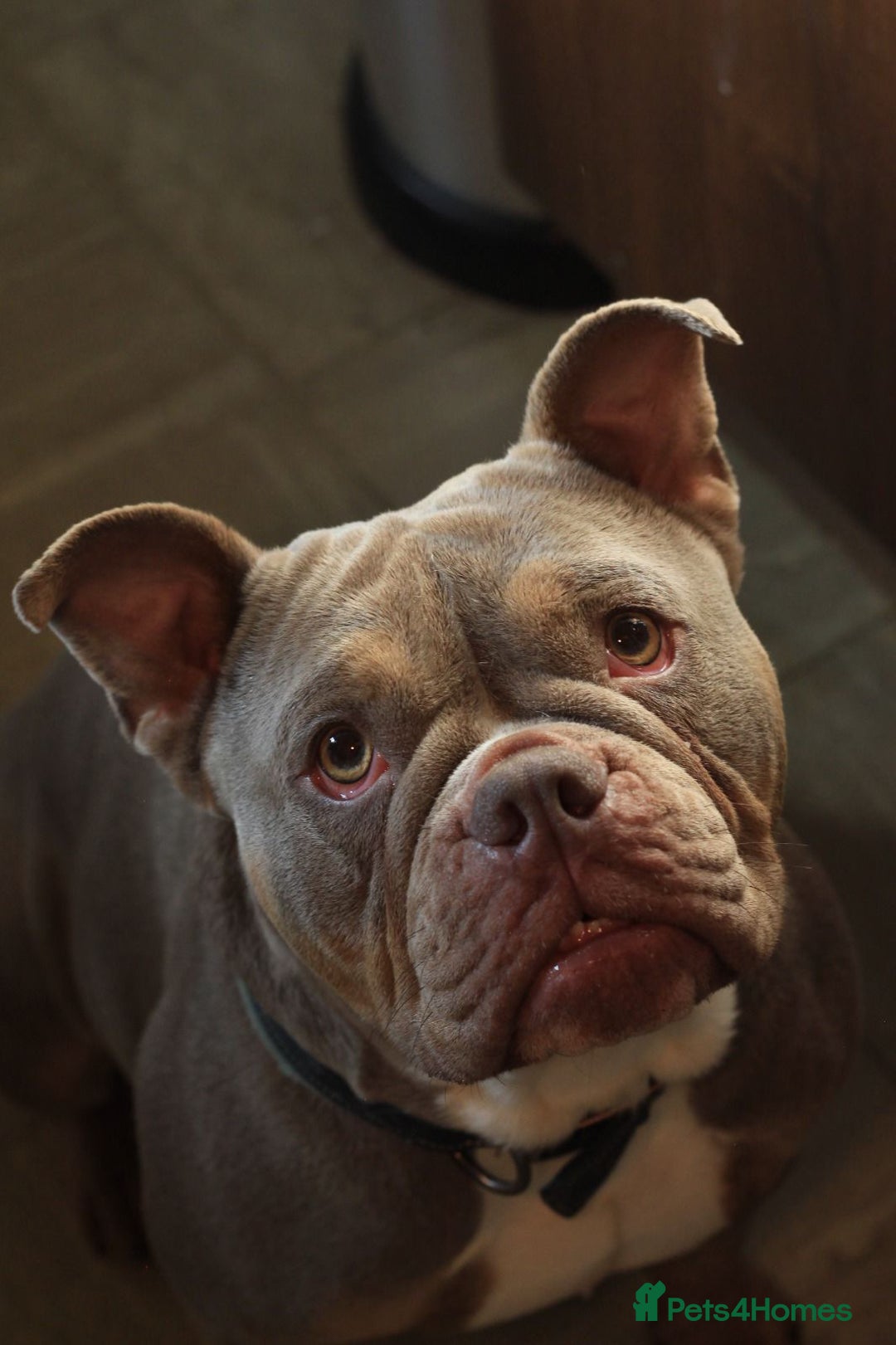 American Bully dogs for sale: Pocket bully for sale  - Image 1