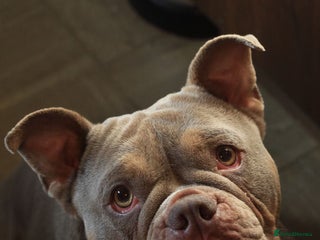 American Bully dogs - Advert 3