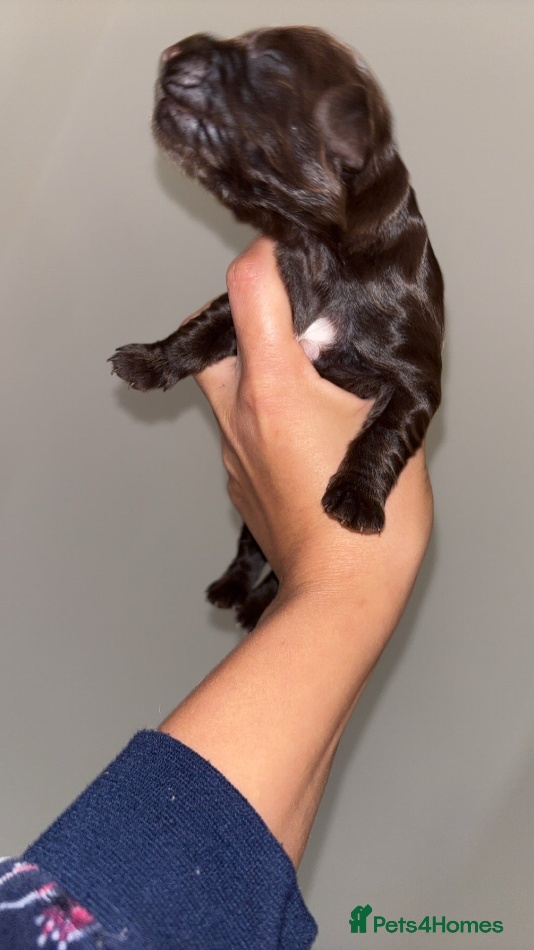 Cockapoo dogs for sale: Cockapoos puppies for sale *ready 19th feb* - Advert 26