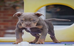 Olde English Bulldogge dogs for sale: COUNCIL APPROVED⭐️5⭐️RATED LICENSE 23 YEARS EXPERT - Image 1