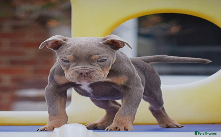 Olde English Bulldogge dogs - Advert 2