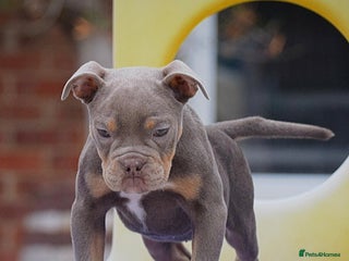 Olde English Bulldogge dogs - Advert 4